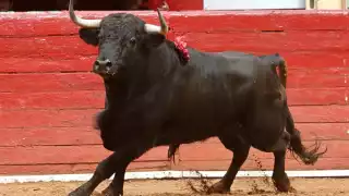   Toro cornea a un hombre tras caer al ruedo en un torneo de lazo en Calotmul  