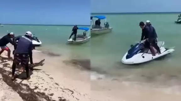 El cocodrilo fue capturado por personal de seguridad de Telchac El cocodrilo fue capturado por personal de seguridad de Telchac
