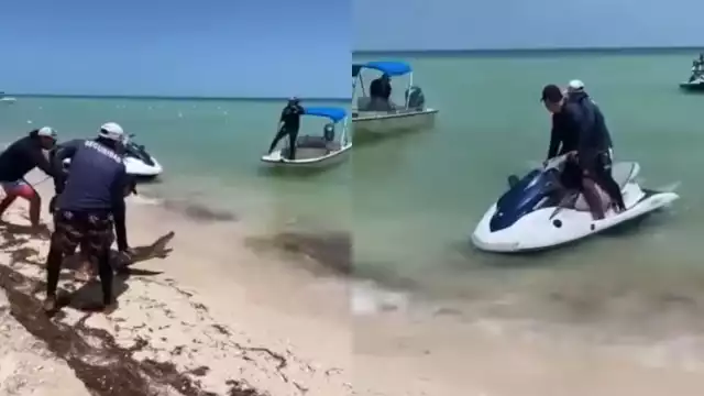 El cocodrilo fue capturado por personal de seguridad de Telchac