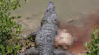 Descartan muerte  de un cocodrilo por heridas de bala en Progreso 