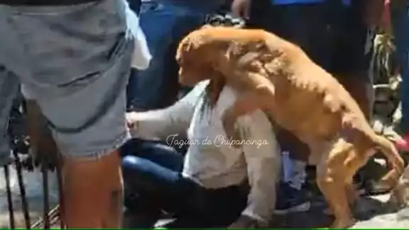 Perrito defiende del linchamiento a la asesina de Camila: 'No sabe lo que hizo su dueña'