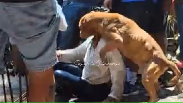 Perrito defiende del linchamiento a la asesina de Camila: 'No sabe lo que hizo su dueña'