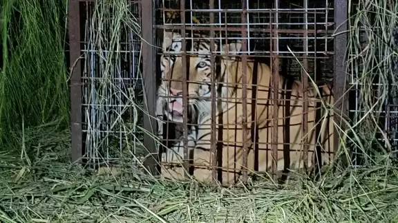 El tigre cayó en una trampa colocada por las autoridades