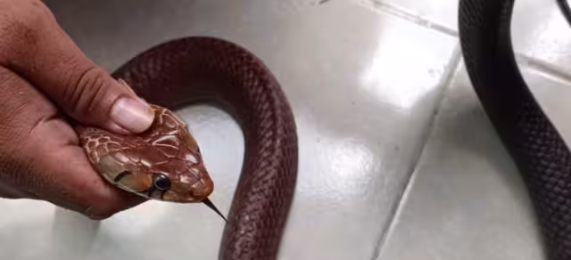 En Tizimín y Chichimilá, elementos de la Policía Municipal capturan a peligrosos reptiles