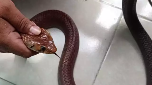 En Tizimín y Chichimilá, elementos de la Policía Municipal capturan a peligrosos reptiles