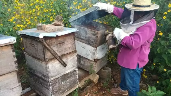 Los apicultores evitan que las abejas mueran por las plagas