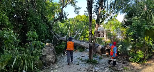 Chichén Itzá registró la caída de varios árboles