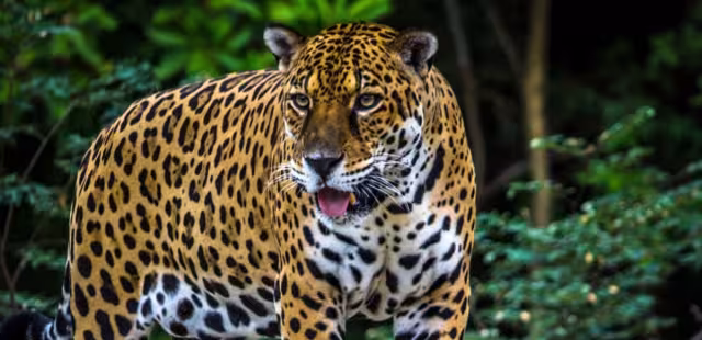 El jaguar huyó del lugar luego de buscar alimento en un domicilio