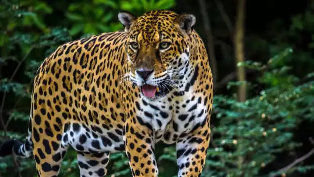 El jaguar huyó del lugar luego de buscar alimento en un domicilio