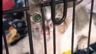 Detectan posible caso de rabia en un gato en Ciudad del Carmen