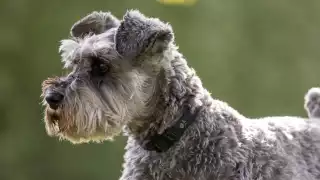 El perrito quedó herido en el suelo