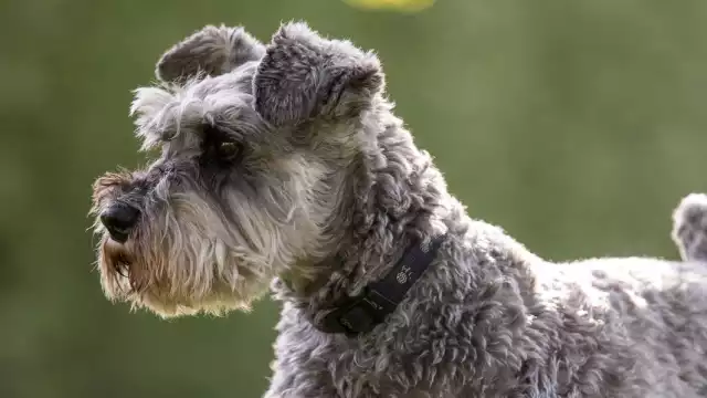 En un inicio los dueños del can ofrecieron cubrir con los gastos médicos; sin embargo, no lo hicieron