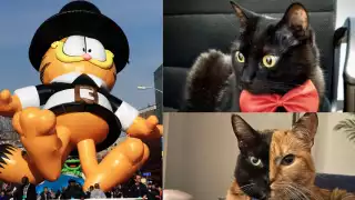 Día Internacional del Gato: Ellos son los michis más famosos