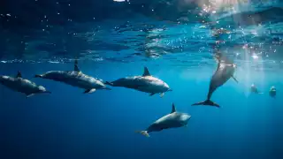 Campeche tiene el lugar perfecto para disfrutar de este espectáculo natural. Foto: Especial