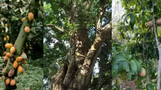 La flora puede decir mucho de un lugar y de lo que guarda el subsuelo. Foto: Especial