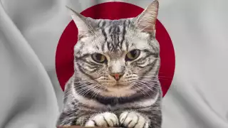 Los gatos son parte de la cultura japonesa. Foto: Especial