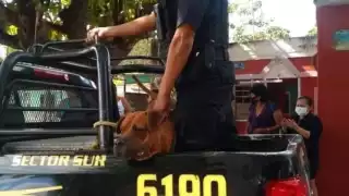 Investigan presunta banda secuestradora de perros en Mérida