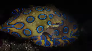 Un hermoso ejemplar, pero es tan letal que su belleza. Foto: Especial