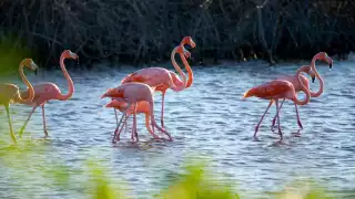 El tipo de flamencos que habita en México es el rosado. Foto: Especial