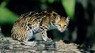 ¡Increíble! Encuentran un ocelote caminando por las calles de Cansahcab