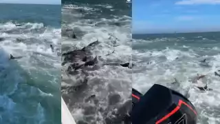 Tiburones por todos lados. Foto: Especial