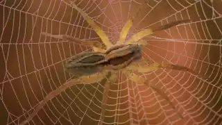 Esta especie no se puede ver tan fácilmente debido a que está en madrigueras. Foto: Especial