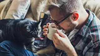 Los gatos no son los causantes, pero sí los que transmiten el hongo. Foto: Especial