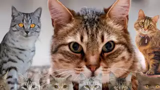 Día Internacional del Gato: Por qué se celebra hoy 20 de febrero