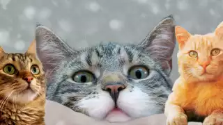 ¿Te unirás al club de las karen´s? Te decimos cuáles son los gatitos más platicadores. Foto: Especial