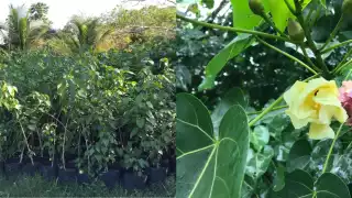 Los arboles y hojas de pomolché. Foto: florafaunaycultura.org