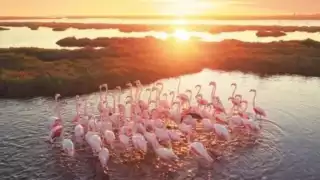 En este lugar podrá ver varias aves, pero en especial los flamencos rosados. Foto: Especial