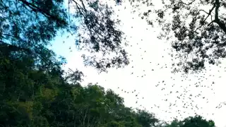 La danza de los murciélagos. Foto Youtube alanxelmundo
