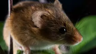 Las serpientes ingresan a los predios en busca de alimento