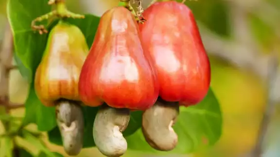 El marañón es una fruta con la semilla afuera de ella. Foto: Especial El marañón es una fruta con la semilla afuera de ella. Foto: Especial