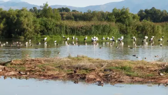 Los humedales no solo brindan agua, si no son la casa de miles de animales y plantas, por eso se deben perseverar. Foto: Especial