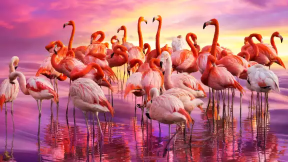 Son la aves más bonitas y coloridas que se han vuelto un símbolo de Yucatán. Foto: Especial Son la aves más bonitas y coloridas que se han vuelto un símbolo de Yucatán. Foto: Especial