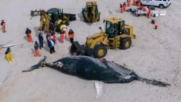 Una de las ballenas encontradas en las costas de Estados Unidos. Foto: Especial Una de las ballenas encontradas en las costas de Estados Unidos. Foto: Especial