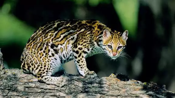 ¡Increíble! Encuentran un ocelote caminado por las calles de Cansahcab ¡Increíble! Encuentran un ocelote caminado por las calles de Cansahcab