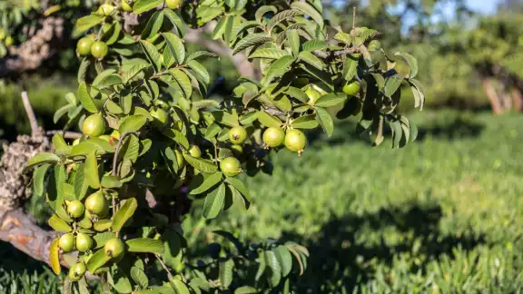 Los Mayas ocupaban la hoja de guayaba para curar también la escabiasis. Foto: Especial Los Mayas ocupaban la hoja de guayaba para curar también la escabiasis. Foto: Especial