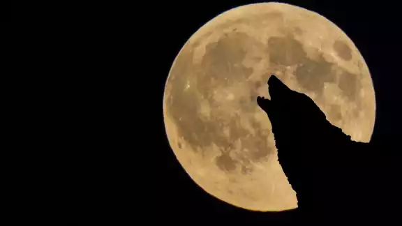 La luna lobo se podrá ver en los próximos días. Foto: Especial