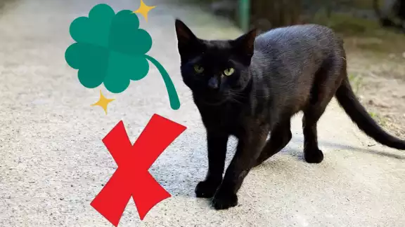 Los gatos negros no son de mala suerte, pero eso se ha creído por mucho tiempo. Foto: Especial