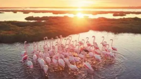 En este lugar podrá ver varias aves, pero en especial los flamencos rosados. Foto: Especial En este lugar podrá ver varias aves, pero en especial los flamencos rosados. Foto: Especial