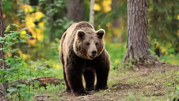 El oso fue captado en área de protección de vida silvestre en Carolina del Norte