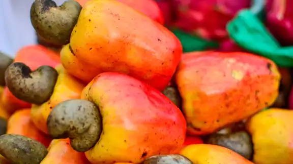 El marañón se puede encontrar en tonalidades de rojo y amarillo. Foto: Especial El marañón se puede encontrar en tonalidades de rojo y amarillo. Foto: Especial