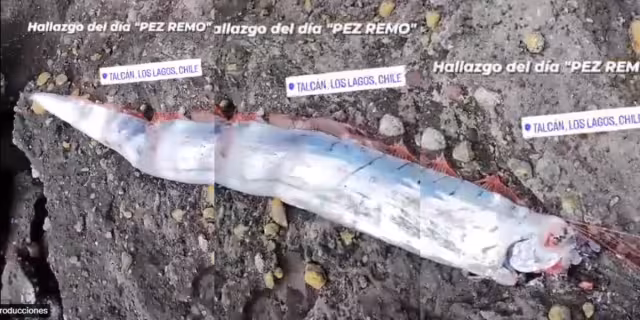 Se cree que mide aproximadamente 5 metros. Foto: Especial