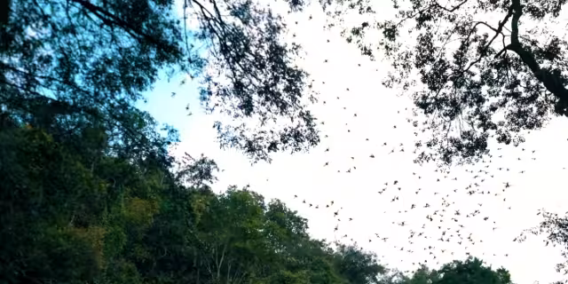 La danza de los murciélagos. Foto Youtube alanxelmundo