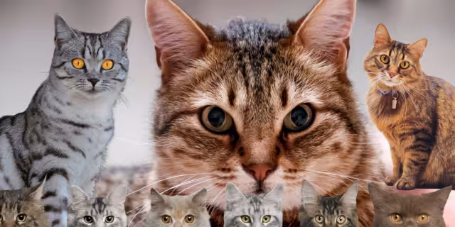 Es un día para celebrar a todos los michis del mundo. Foto: Especial