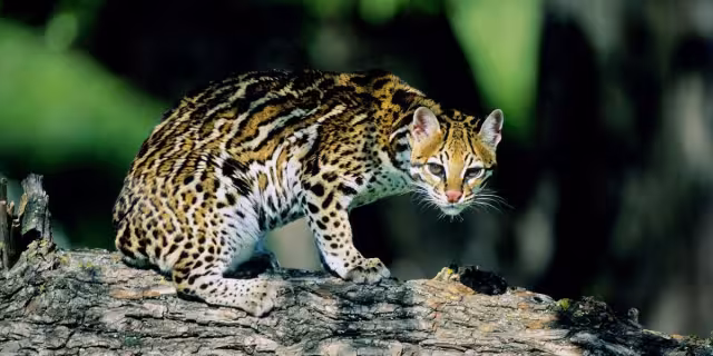 ¡Increíble! Encuentran un ocelote caminado por las calles de Cansahcab