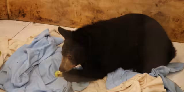 El oso mejora, pero necesita una operación para poder caminar. Foto: Especial