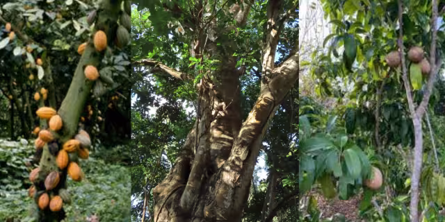 La flora puede decir mucho de un lugar y de lo que guarda el subsuelo. Foto: Especial
